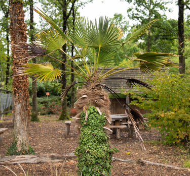 10 WAGNER WINDMILL PALM Dwarf Chusa Trachycarpus Fortunei Wagnerianus Tree Houseplant Seeds